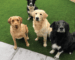 Best Artificial Grass