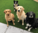 Best Artificial Grass