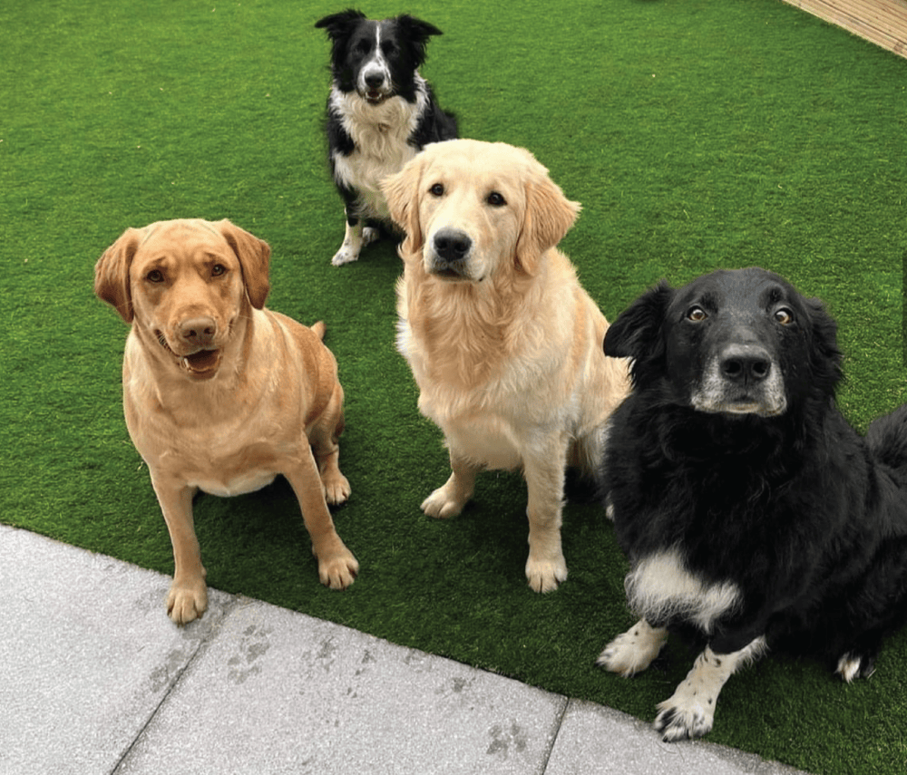 Best Artificial Grass